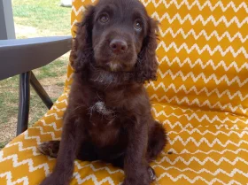Cockapoo