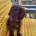 Cockapoo