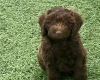 Cockapoo