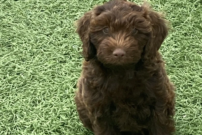 Cockapoo
