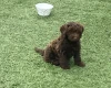 Cockapoo