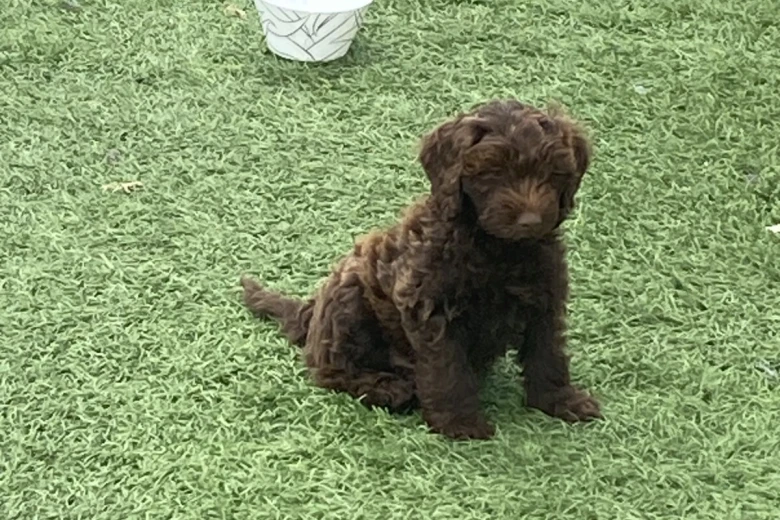 Cockapoo