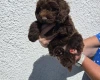 Cockapoo