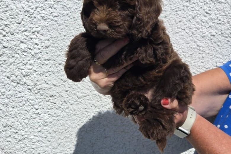 Cockapoo