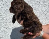 Cockapoo