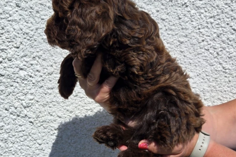 Cockapoo