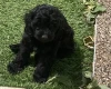 Cockapoo
