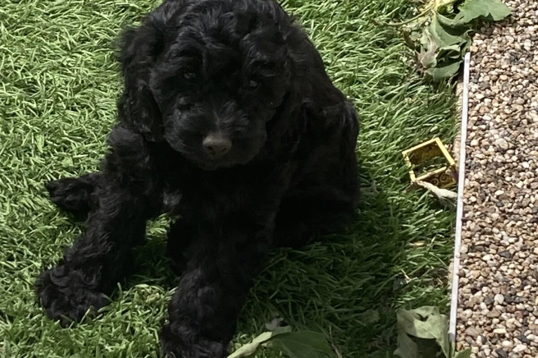 Cockapoo