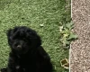 Cockapoo