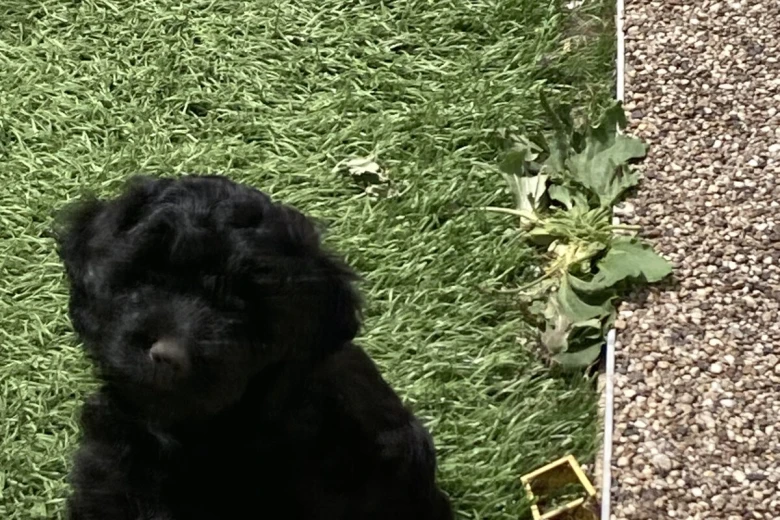 Cockapoo