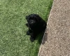 Cockapoo