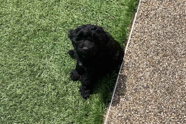 Cockapoo