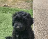 Cockapoo