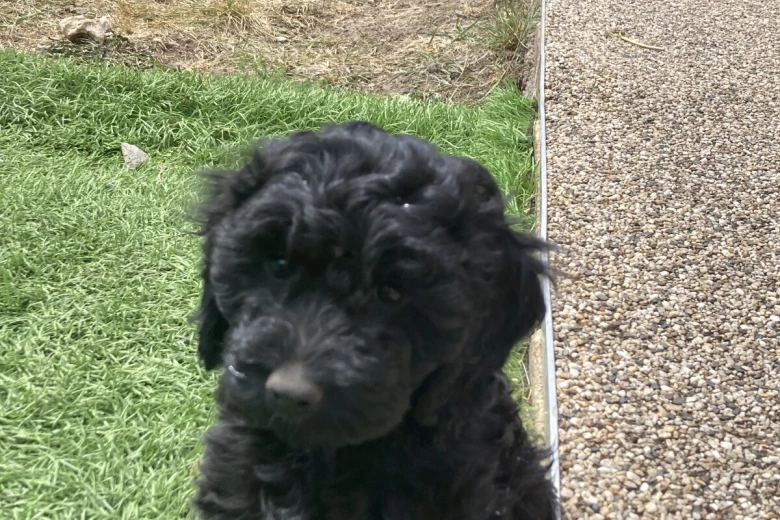 Cockapoo