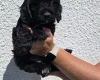 Cockapoo