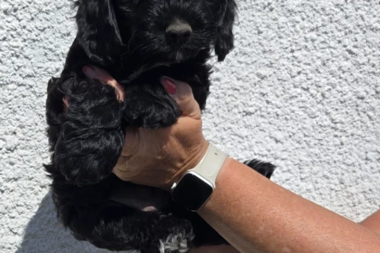 Cockapoo