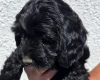 Cockapoo
