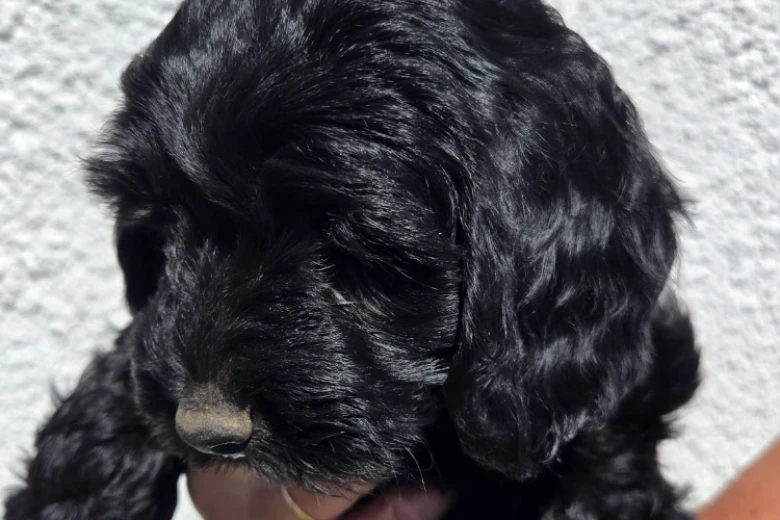 Cockapoo