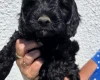 Cockapoo
