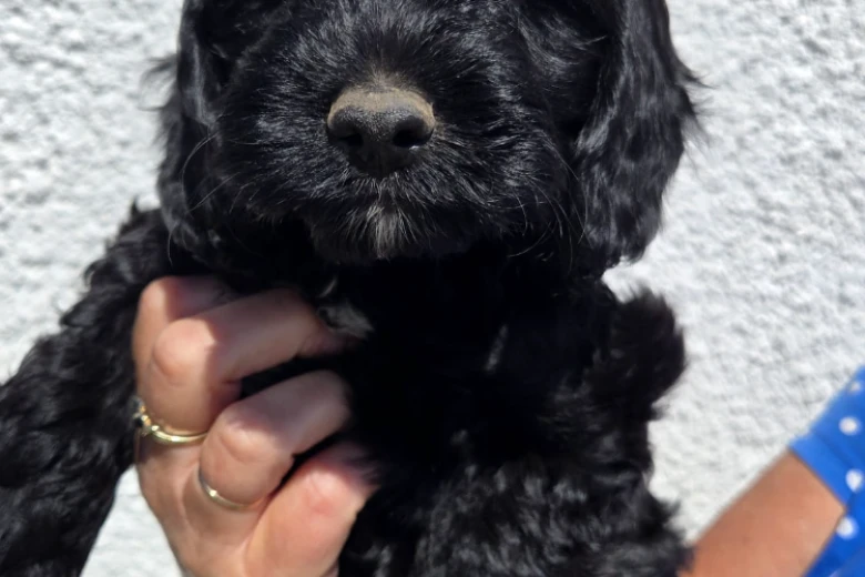 Cockapoo