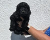 Cockapoo