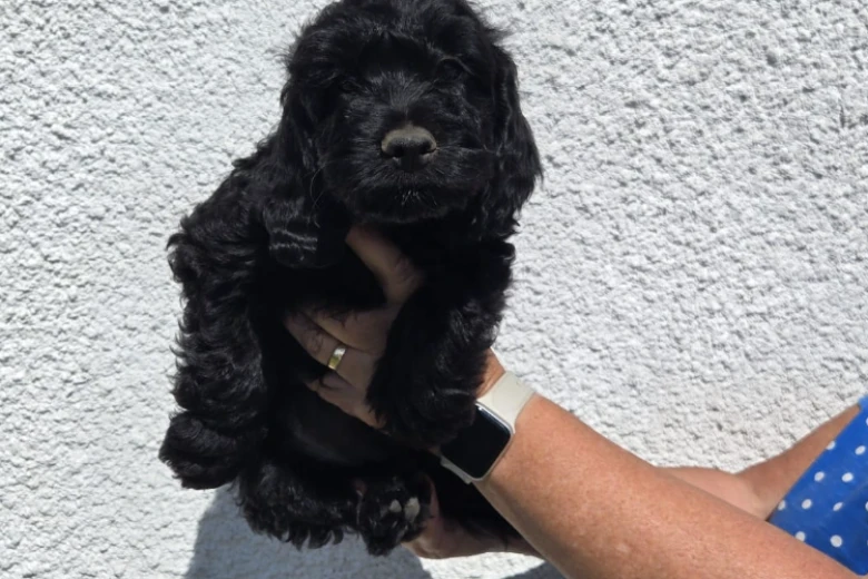 Cockapoo