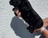 Cockapoo