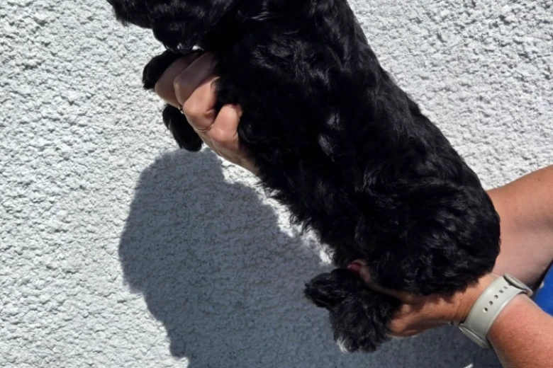 Cockapoo