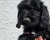Cockapoo
