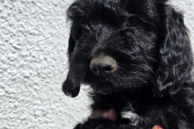 Cockapoo