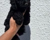 Cockapoo