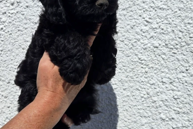 Cockapoo