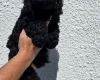 Cockapoo