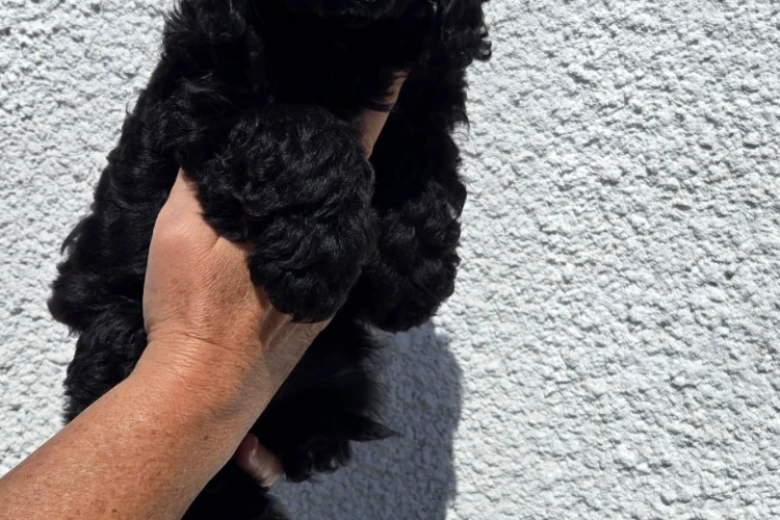 Cockapoo