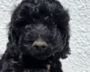 Cockapoo