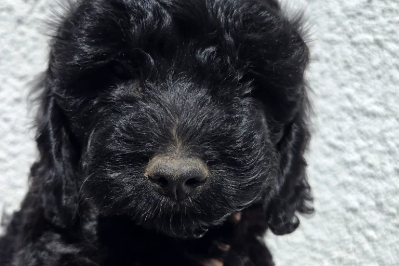 Cockapoo
