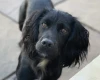 Cockapoo