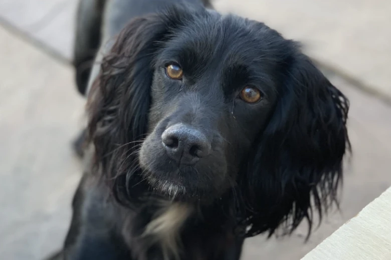 Cockapoo