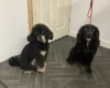 Cockapoo
