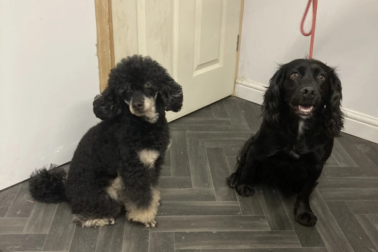 Cockapoo
