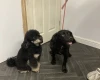 Cockapoo