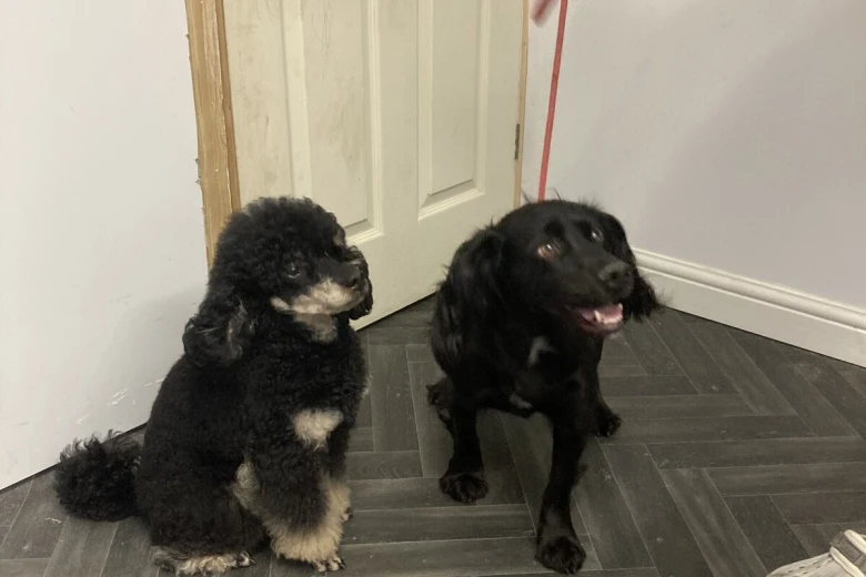 Cockapoo