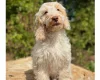 Cockapoo