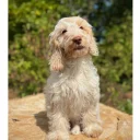 Cockapoo