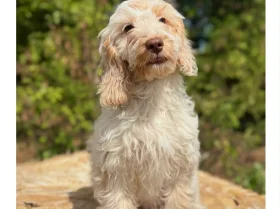Cockapoo