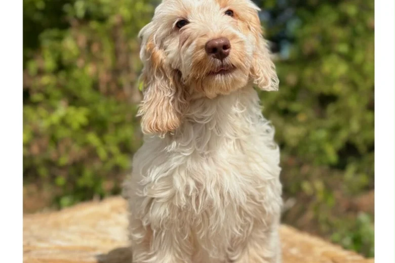 Cockapoo