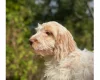 Cockapoo