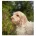 Cockapoo