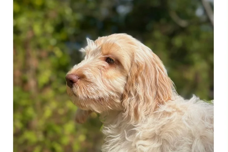 Cockapoo