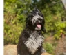 Cockapoo
